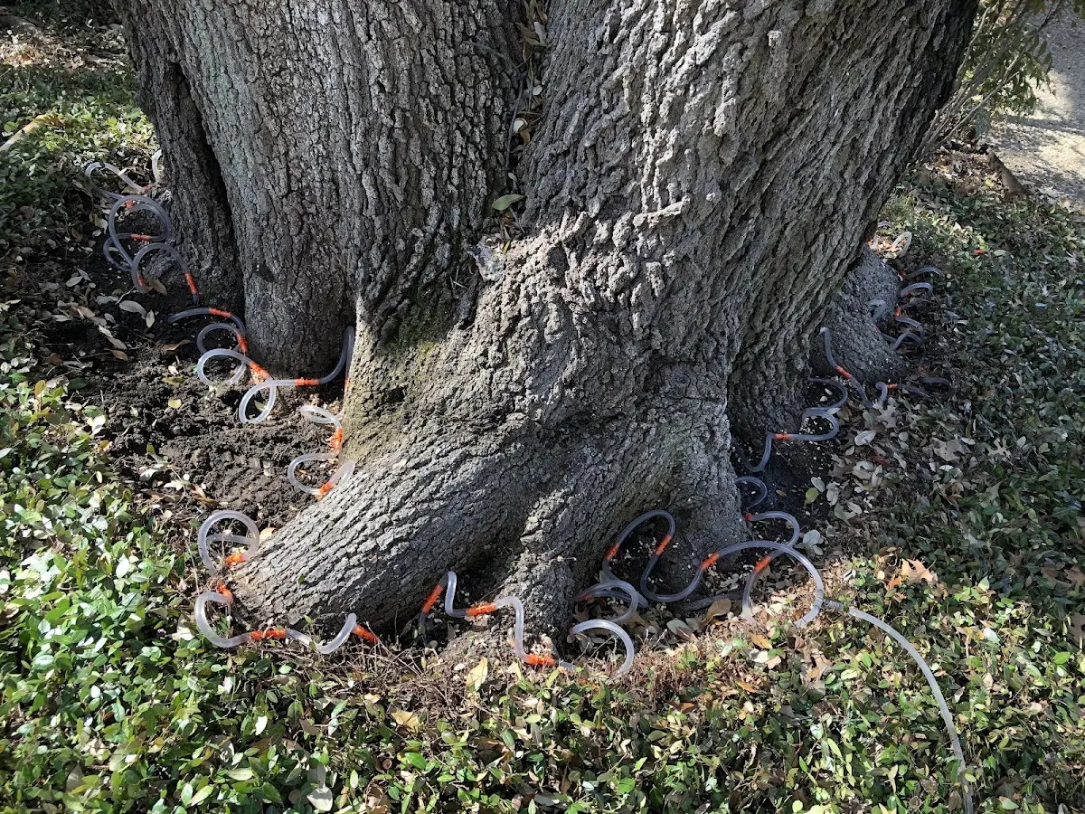 Detailed Tree Cabling and Bracing job site in Oneida